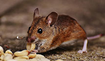 24 Hour & Emergency Exterminators in Antes Fort, PA